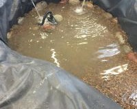 Pond, photo 3