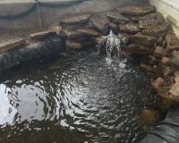Pond, photo 4